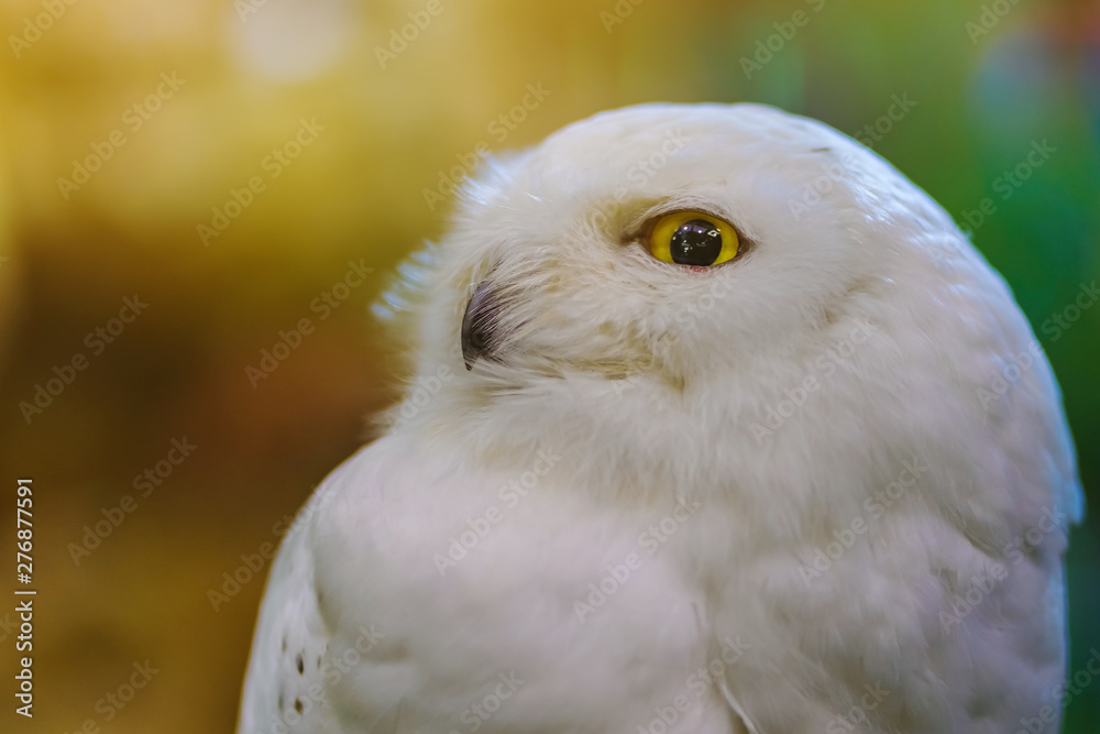 Obraz premium Close up to a portrait (head shot) of a passive Snowy Owl (Bubo scandiacus) showing it's mesmerising, wide-opened, yellow eyes and sitting on a post.