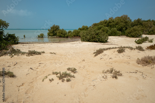 Mangrove forest on unspoiled Farasan Island in Jizan Province, Saudi Arabia