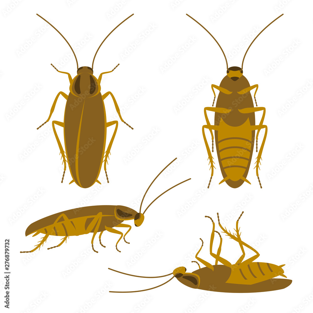 Tan cockroach top, bottom, side. Runs, lies, dead. Set of four simple