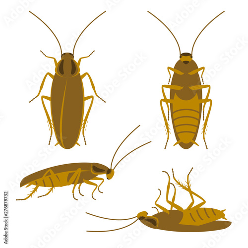 Tan cockroach top, bottom, side. Runs, lies, dead. Set of four simple flat vector images. Three colors are used. Realistic proportions. Domestic pest. photo