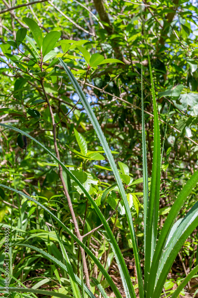 Obraz premium Bintan, Indonesien