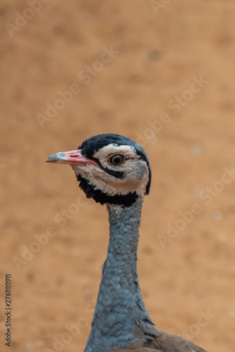A buff-crested bustard (Lophotis gindiana) close-up f head looking at beak, neck in the desert sand. photo