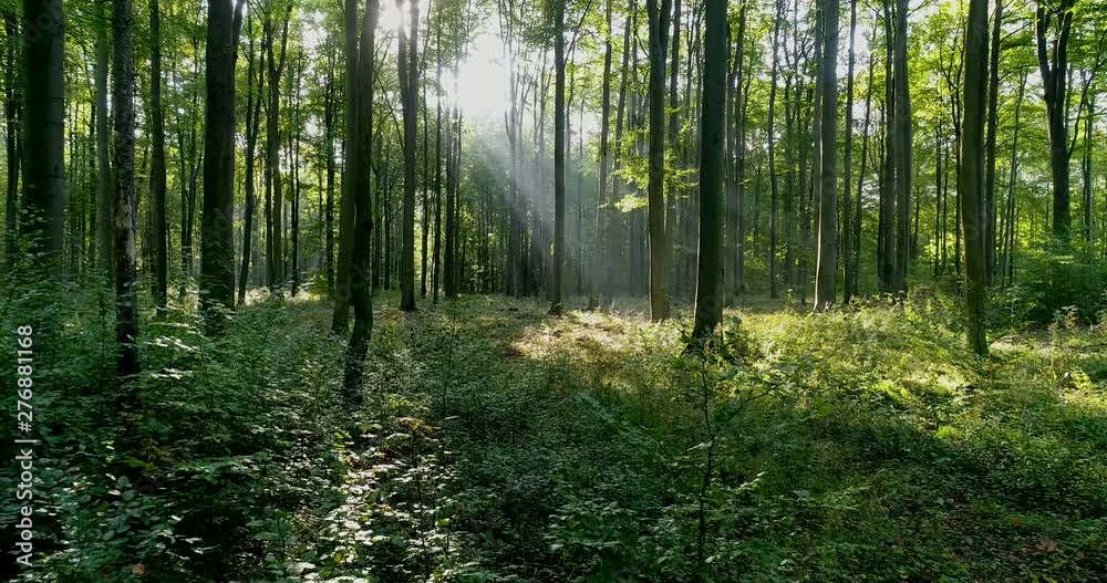 Beautiufl morning in the forest