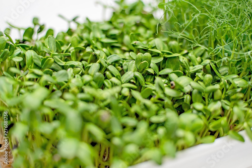 micro grass close-up, healthy eating, pea sprouts and sunflower seeds