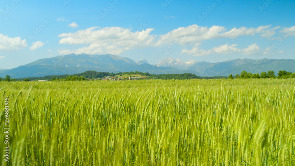 CLOSE UP: Idyllic view of a small village behind a swaying field of wheat.