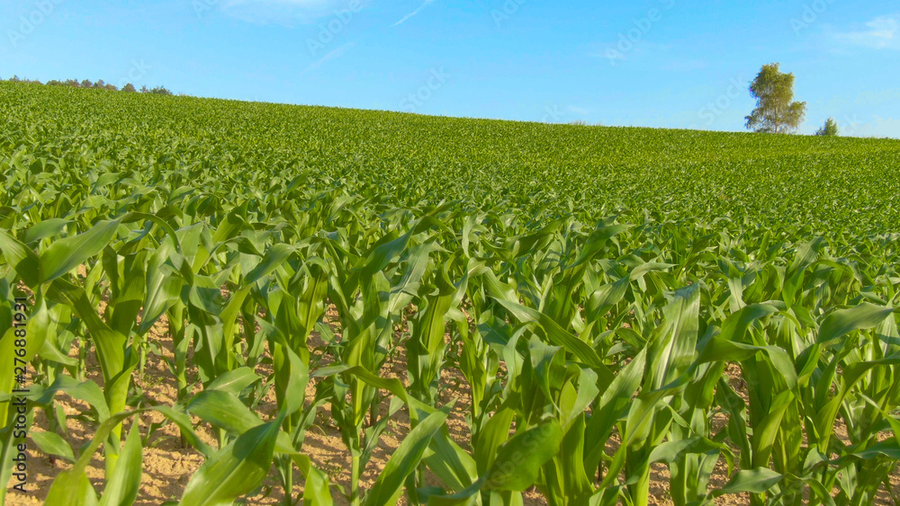 CLOSE UP: Corn sprouting out of the fertile soil in the serene countryside. CLOSE UP: Corn sprouting out of the fertile soil in the serene countryside.