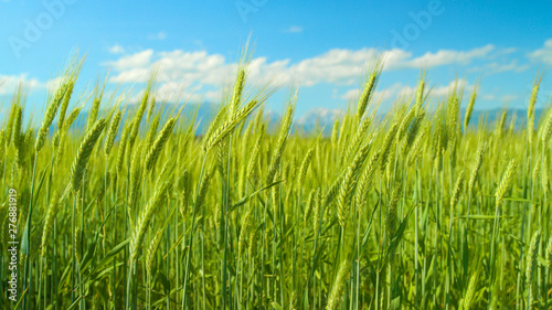 CLOSE UP  Field of organic wheat sways in the warm winds blowing in countryside.