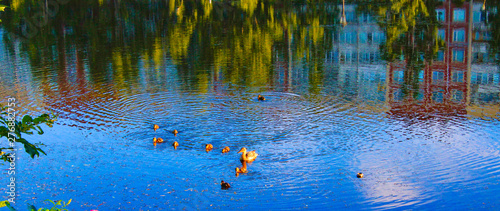 Fototapeta Naklejka Na Ścianę i Meble -  duck with small ducklings floats on the smooth surface of the pond