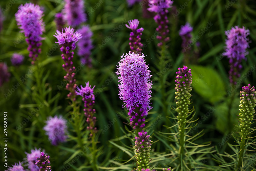 brush like purple flowers just starting to bloom downtown