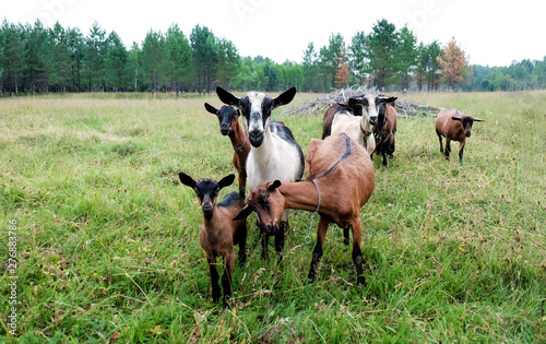 thoroughbred goats eating  at the goats farm  © lelechka