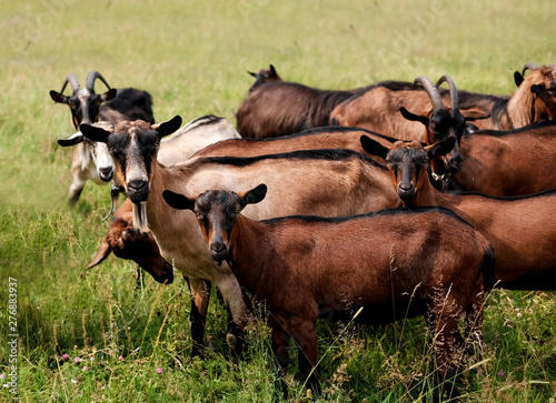 thoroughbred goats eating  at the goats farm  photo