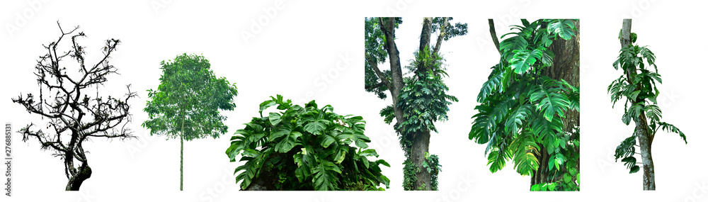 kinds of asian tropical forest trees, isolated on white background