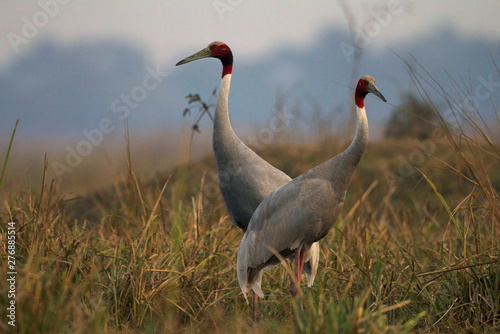 Sarus cranes  Grus antigone  Keoladeo Ghana National Park  Bharatpur  Rajasthan  India.