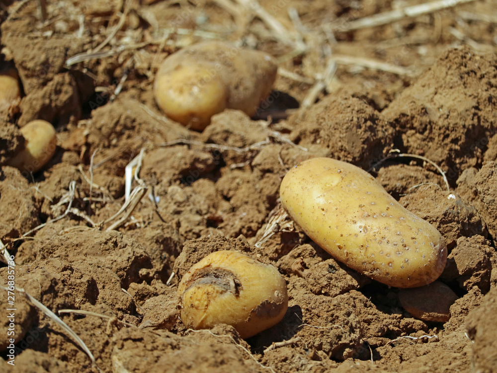 some potatoes on a freshly harvested field on soil some potatoes on a freshly harvested field on soil