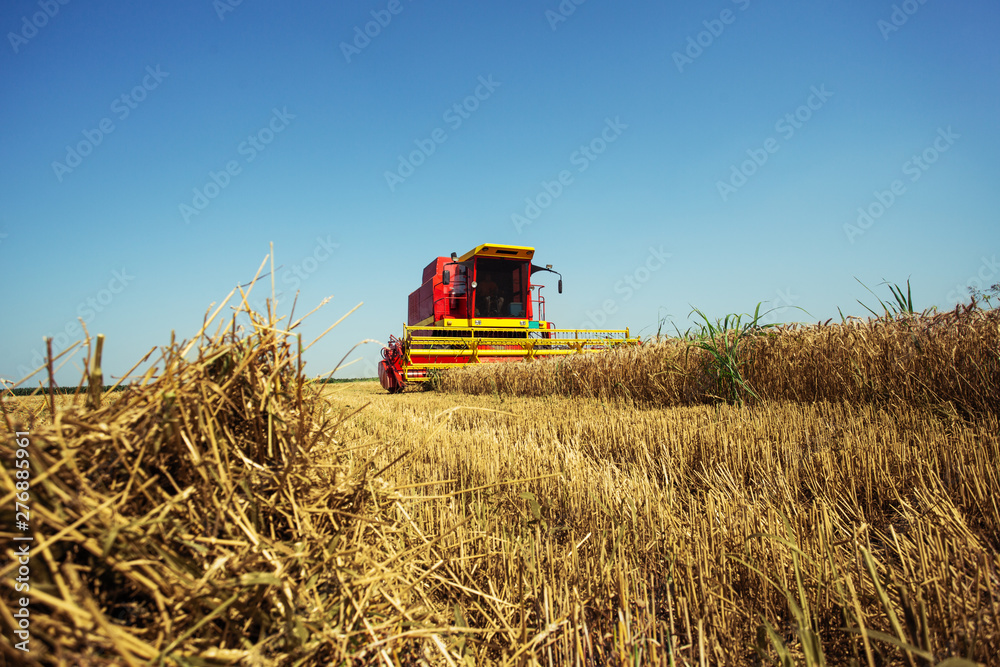 Obraz premium Combine harvester working on the wheat field