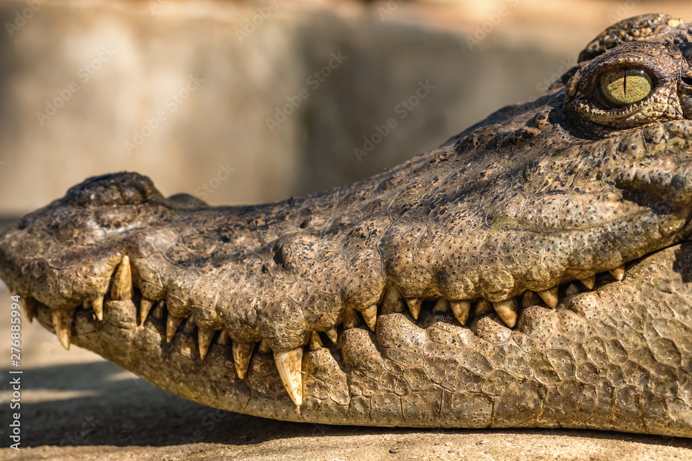 Fototapeta premium Close-up head of a crocodile