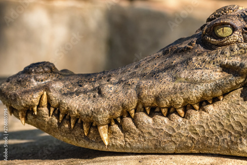 Close-up head of a crocodile