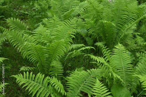 fern in the forest