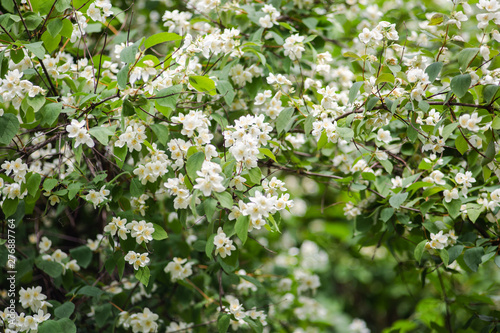 Mock orange flowering Bush