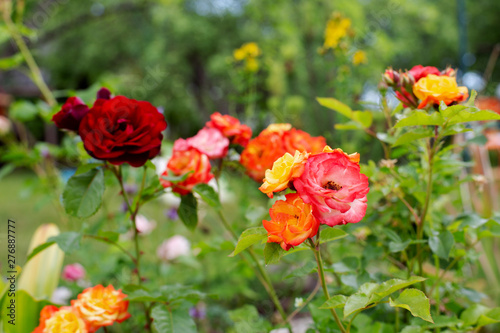roses in the garden
