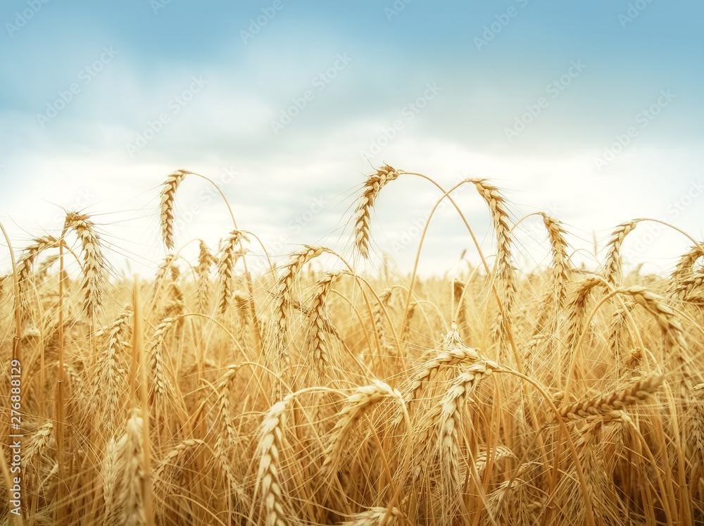 Wheat ears under blue sky - obrazy, fototapety, plakaty 