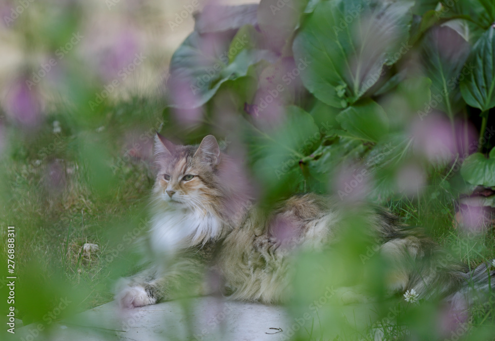 A norwegian forest cat photographed through some lilac flowers