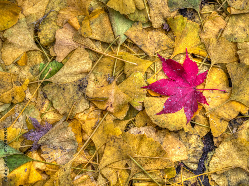 Autumn leaves in forest Autumn leaves in forest