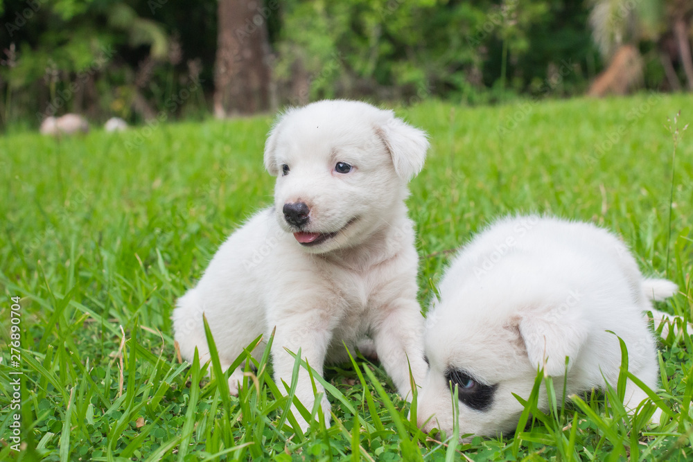 Thai bangkaew dog 2 cute white puppies playing in the park and look at camera sitting in grass. Thai bangkaew dog 2 cute white puppies playing in the park and look at camera sitting in grass.