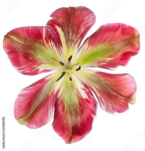 Fototapeta Naklejka Na Ścianę i Meble -  tulip flower isolated