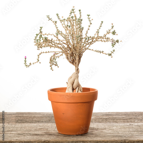 Sukkulente Pflanze Trichodiadema bulbosum photo
