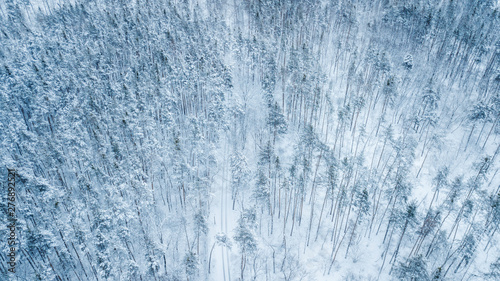 Aerial view of evergreen Christmass pine forest from above. bird's eye, drone shot. amazing natural winter background