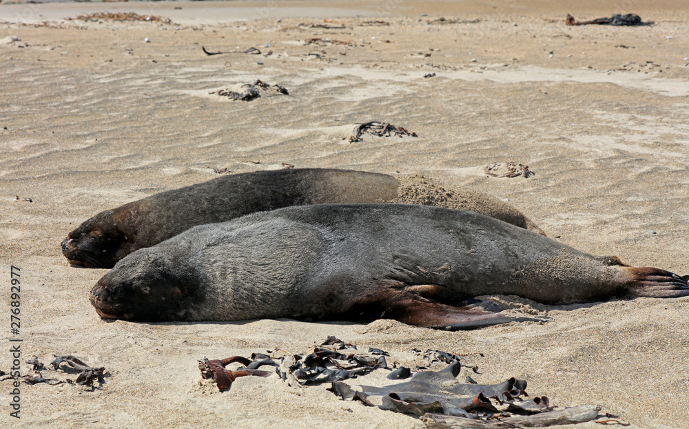 Fototapeta premium Robben am Strand in Neuseeland