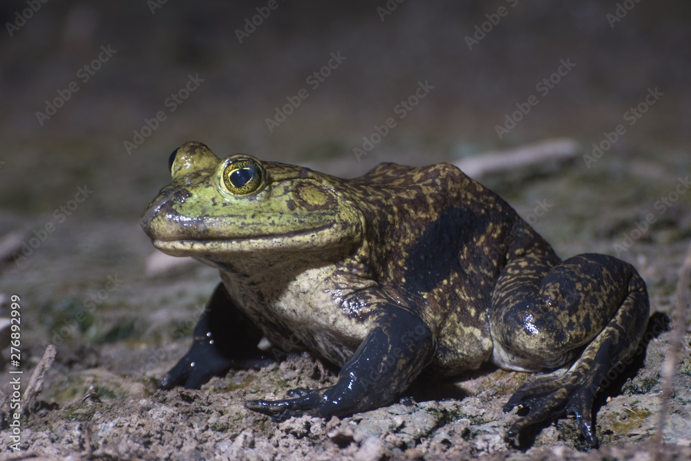 American Bullfrog (Lithobates catesbeianus) resting on the shore of a pond at night time. American Bullfrog (Lithobates catesbeianus) resting on the shore of a pond at night time.