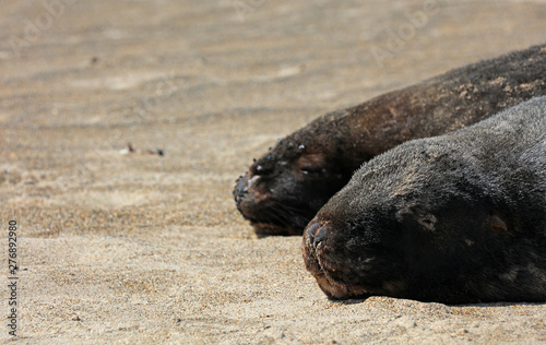 Robben am Strand in Neuseeland