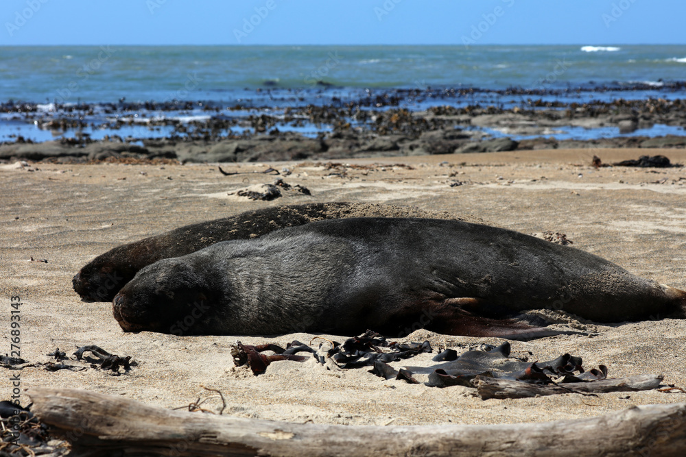 Fototapeta premium Robben am Strand in Neuseeland