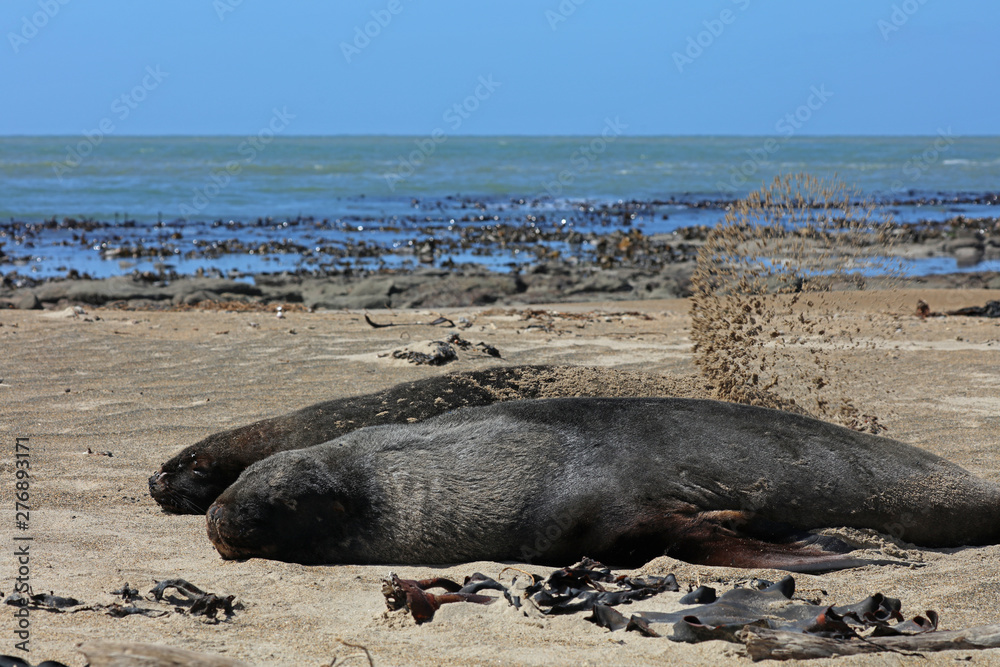 Fototapeta premium Robben am Strand in Neuseeland