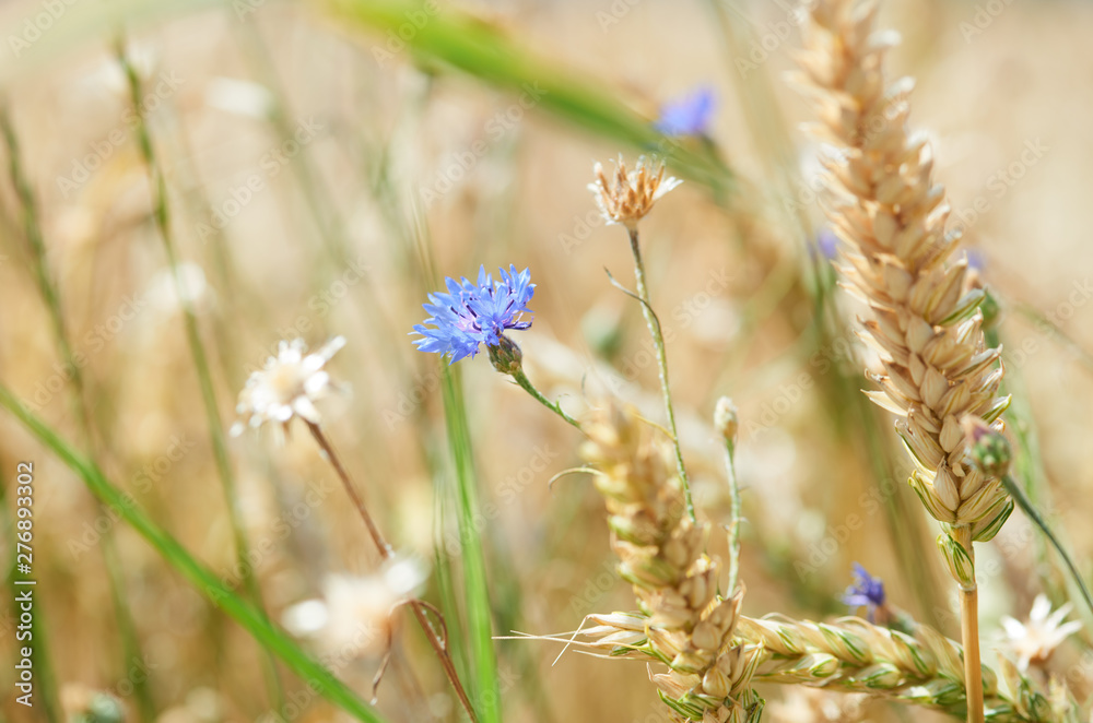 Cereal field with cornflowers under sunlight. Selective focus. Plant background.