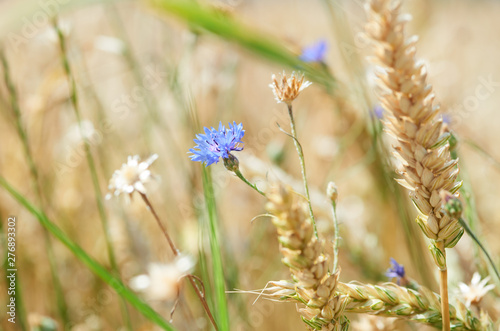 Cereal field with cornflowers under sunlight. Selective focus. Plant background.