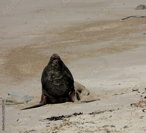 Robben am Strand in Neuseeland photo