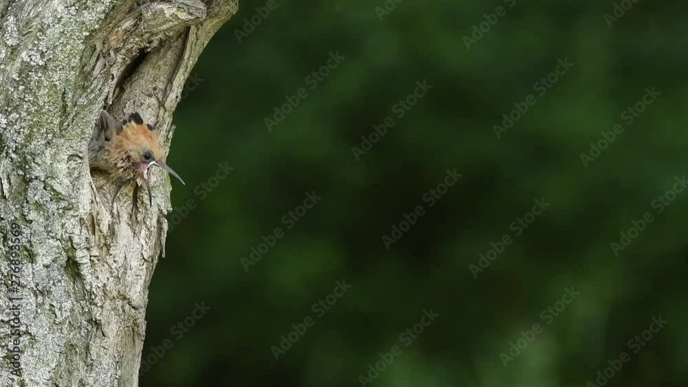 Eurasian Hoopoe or Common hoopoe (Upupa epops) giving food to juvenile Eurasian Hoopoe or Common hoopoe (Upupa epops) giving food to juvenile