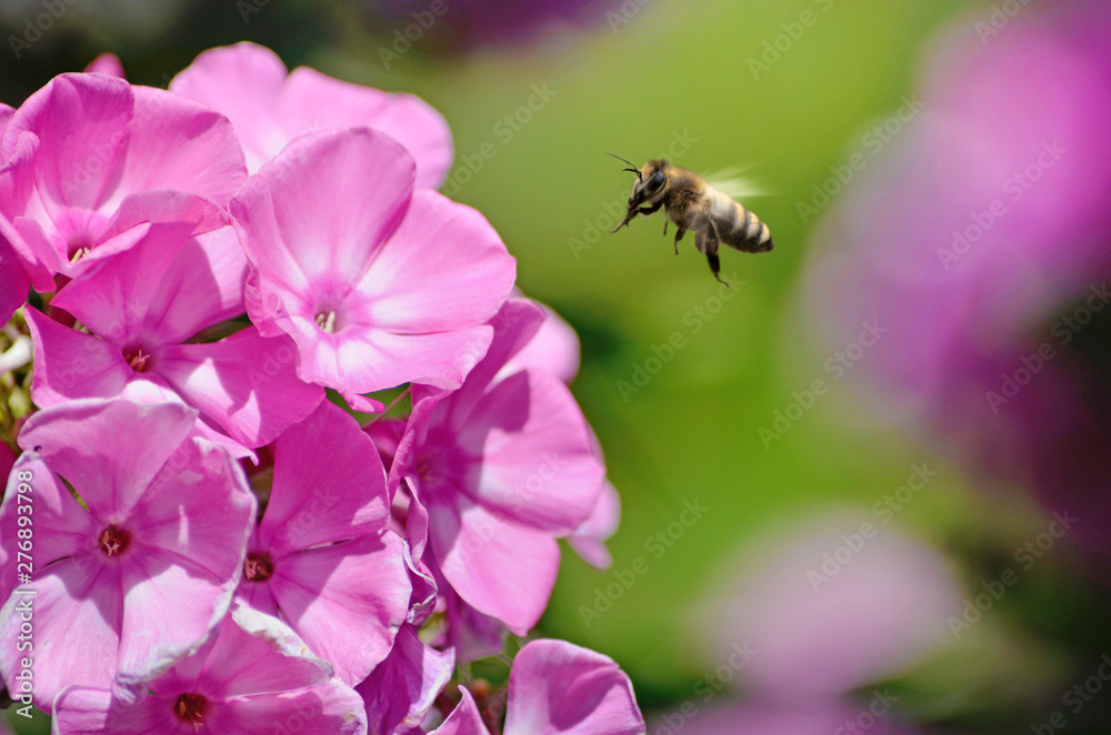 Fliegende Biene Fliegende Biene
