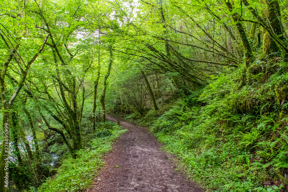 camino en un bosque verde húmedo con un río al lado camino en un bosque verde húmedo con un río al lado