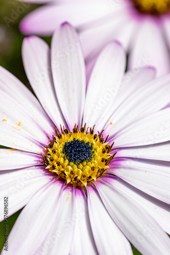 Pink purple tinged white leaves of the African Daisy (Osteospermum jucundum)