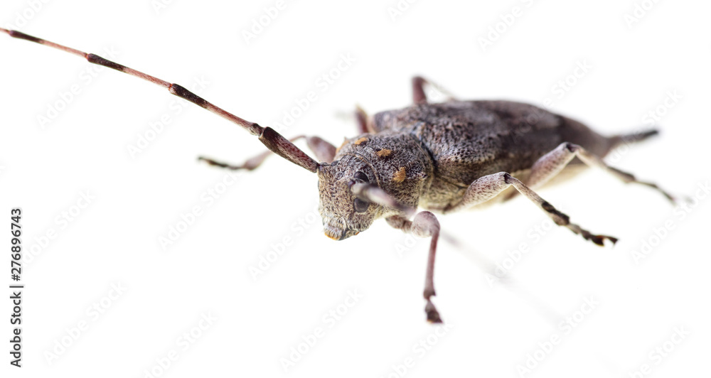 Beetle with a long mustache on a white background