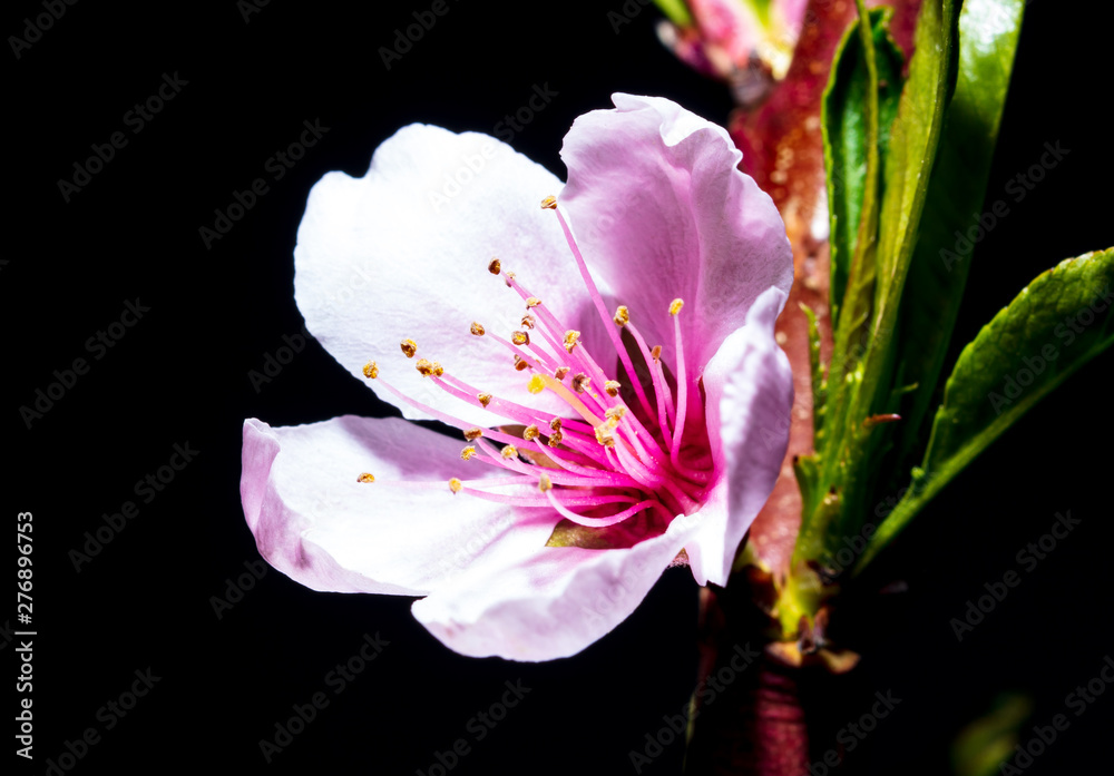 Fototapeta premium Flower on peach branch on black background