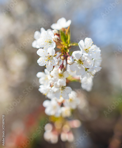 Flowers on a fruit tree in the park