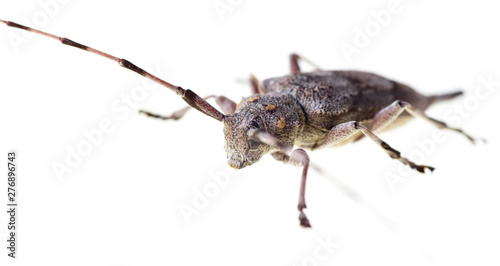 Beetle with a long mustache on a white background