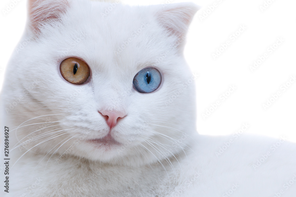 White cat with multi-colored eyes