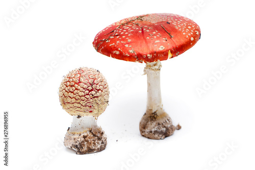 Fly agaric on a white background