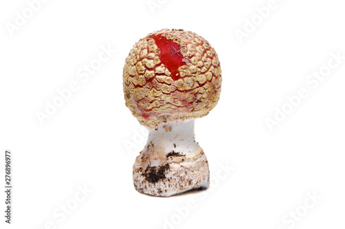 Fly agaric on a white background